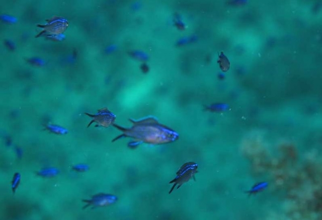 Mergulhos de exploração únicos 